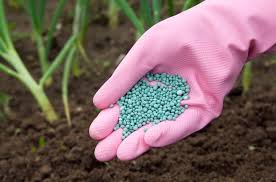 When to Fertilize New Grass