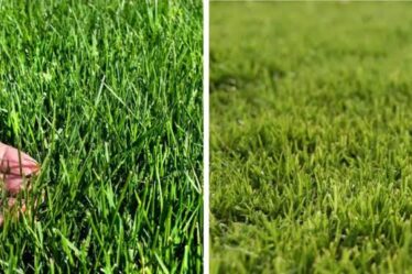 Bermuda Grass vs. Fescue