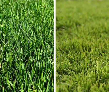 Bermuda Grass vs. Fescue