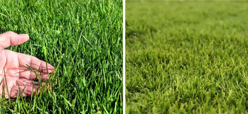 Bermuda Grass vs. Fescue