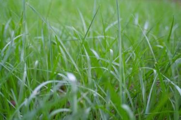 How to Make Bahia Grass Thicker and Green