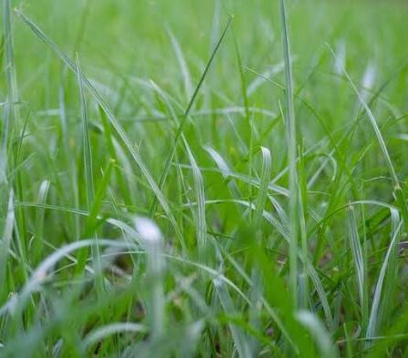 How to Make Bahia Grass Thicker and Green