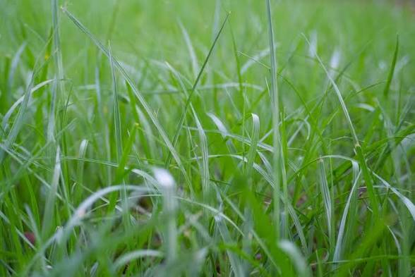 How to Make Bahia Grass Thicker and Green