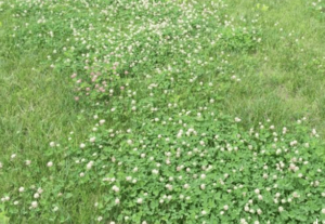 How to Get Rid of Clover in Your Lawn (Without Killing Grass) - Green