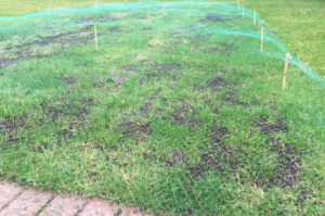 Curated visual reference: Fresh Look at How To Keep Birds From Eating Grass Seed 10 Safe