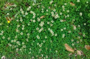 5 Natural Ways to Get Rid of Clover in Your Lawn - Green Lawn Guide