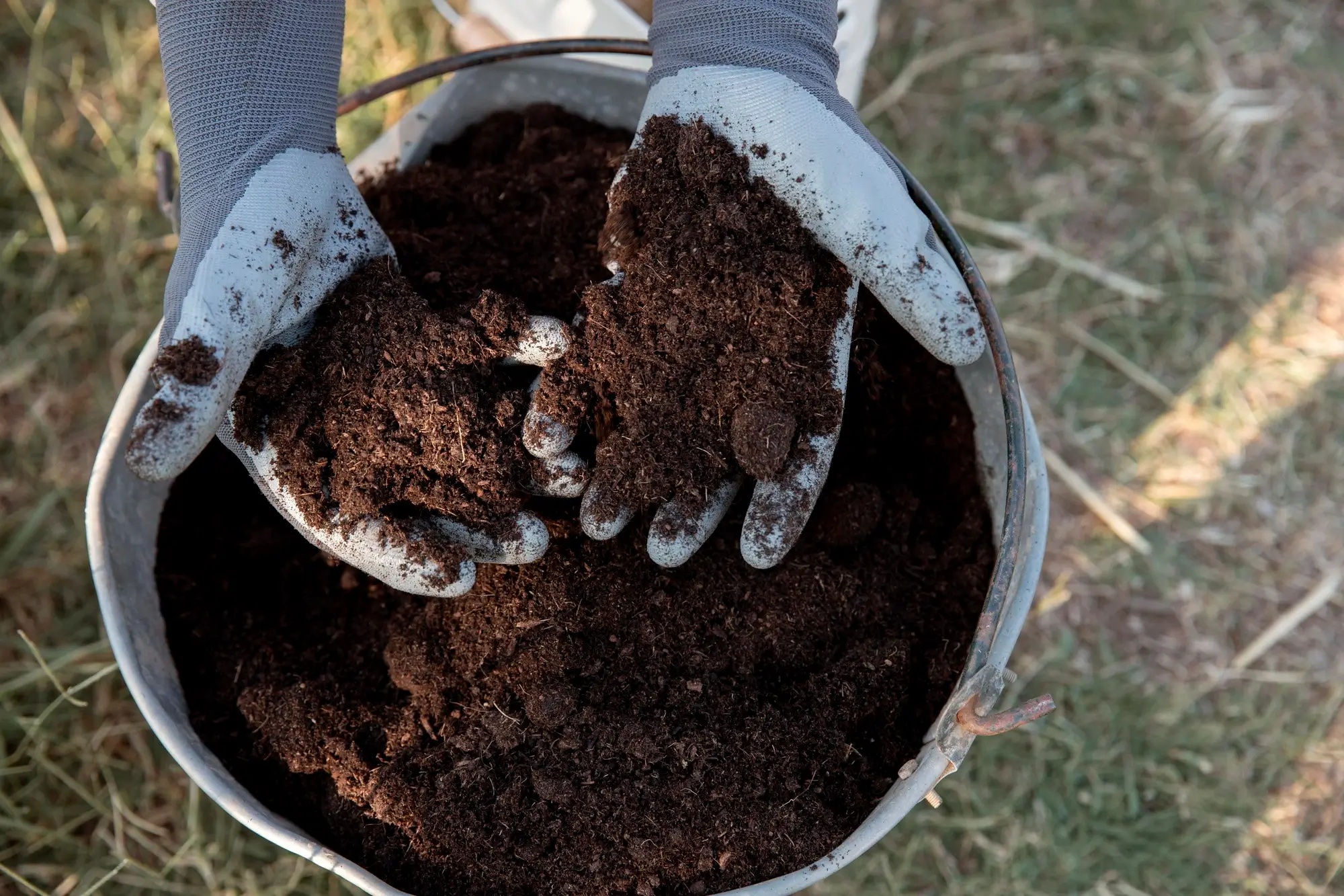 Best Compost for Lawn Soil Improvement